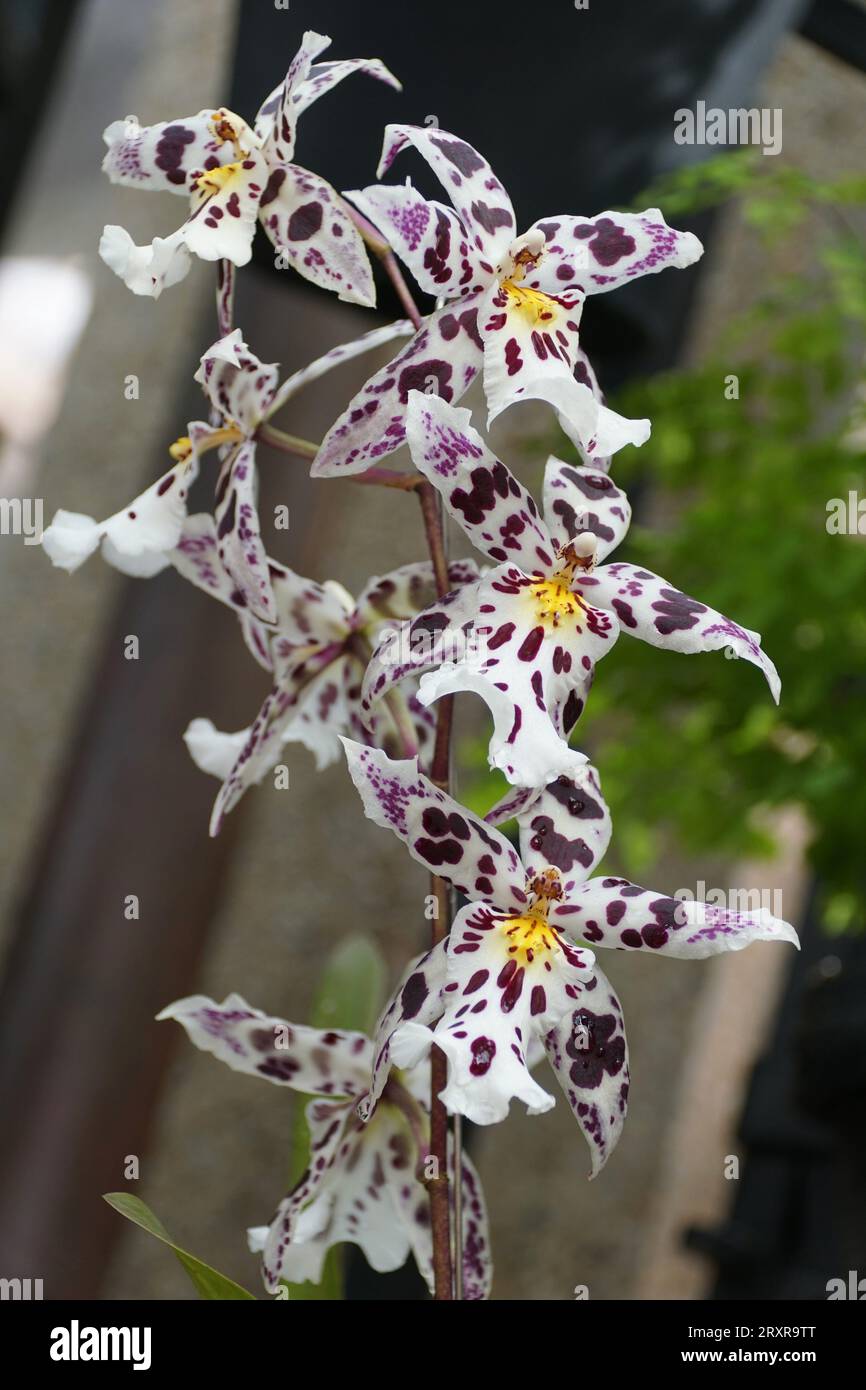 Beautiful white and purple freckled flowers of Aliceara Tropic Lily 'Hilo Space Ship' Stock Photo