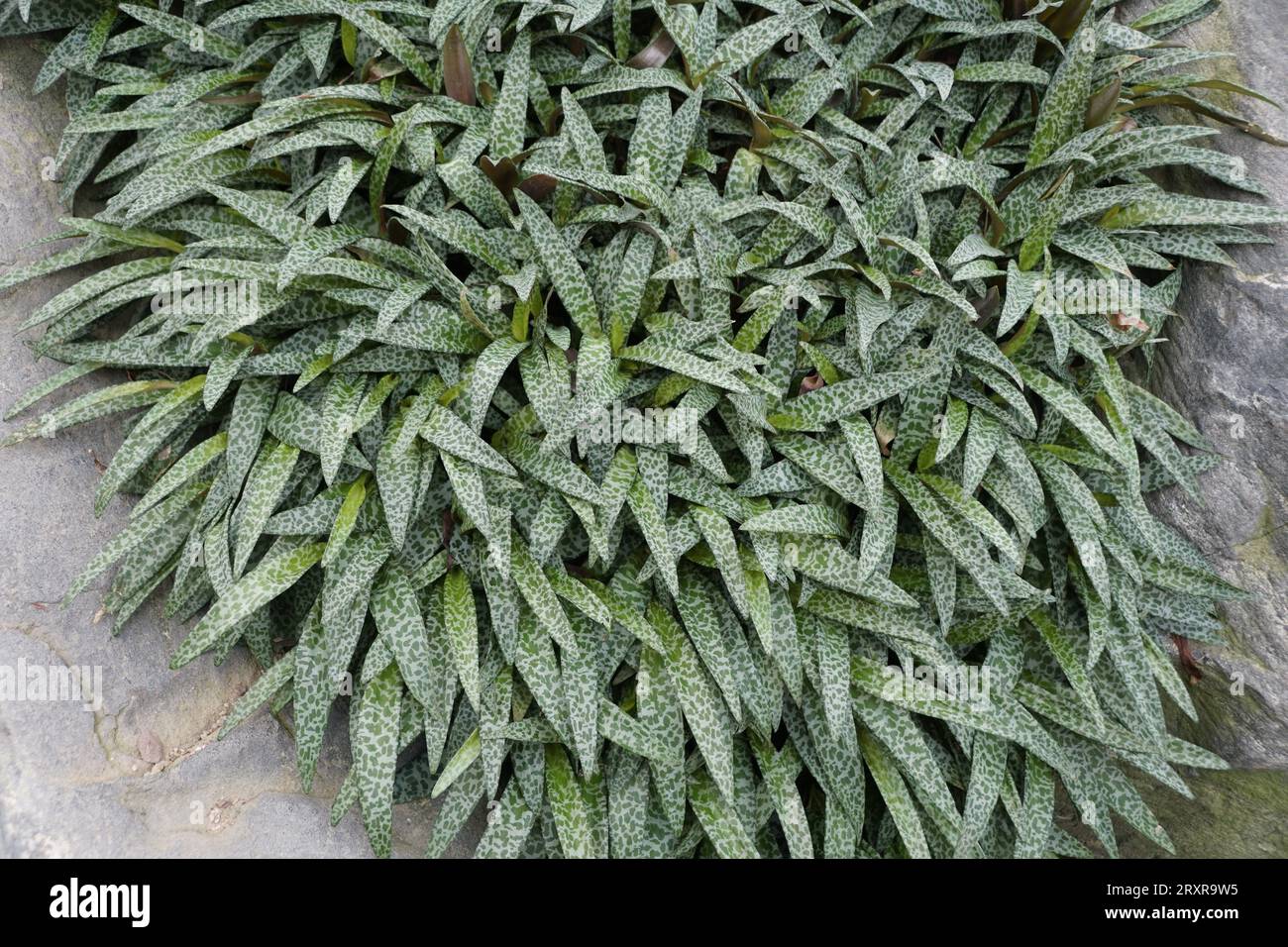 Beautiful leaves of Silver Squill, also known with scientific name Ledebouria socialis Stock Photo