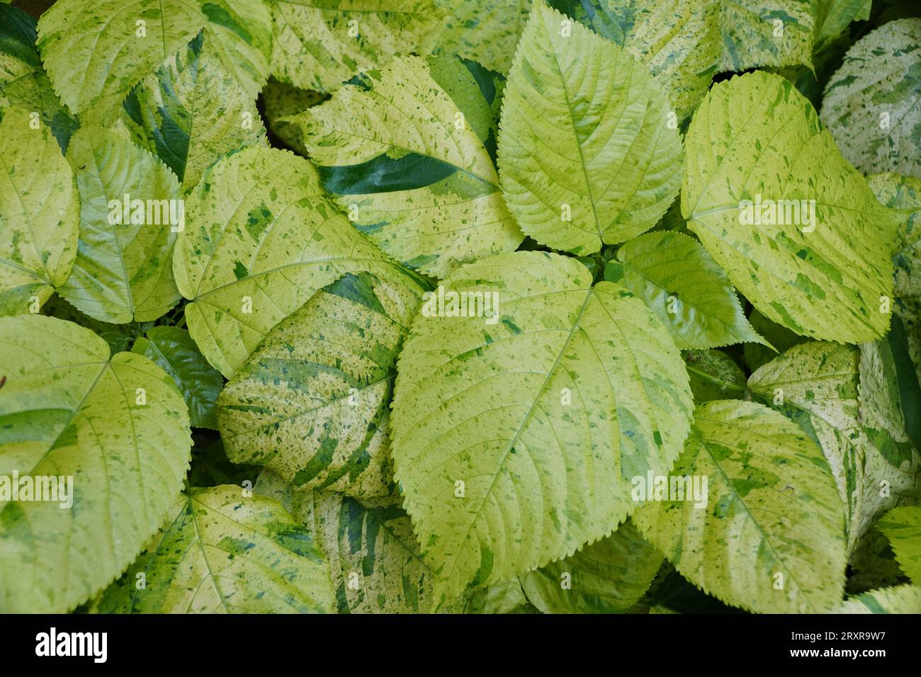 Bright green colors of Copperleaf 'Kona Gold' leaves, with scientific name Acalypha wilkesiana Stock Photo