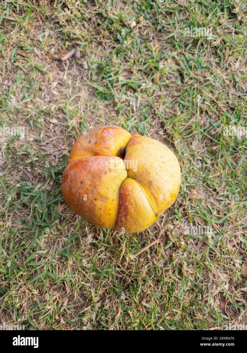 fruit known as elephant apple in a square in Rio de Janeiro Brazil. Stock Photo
