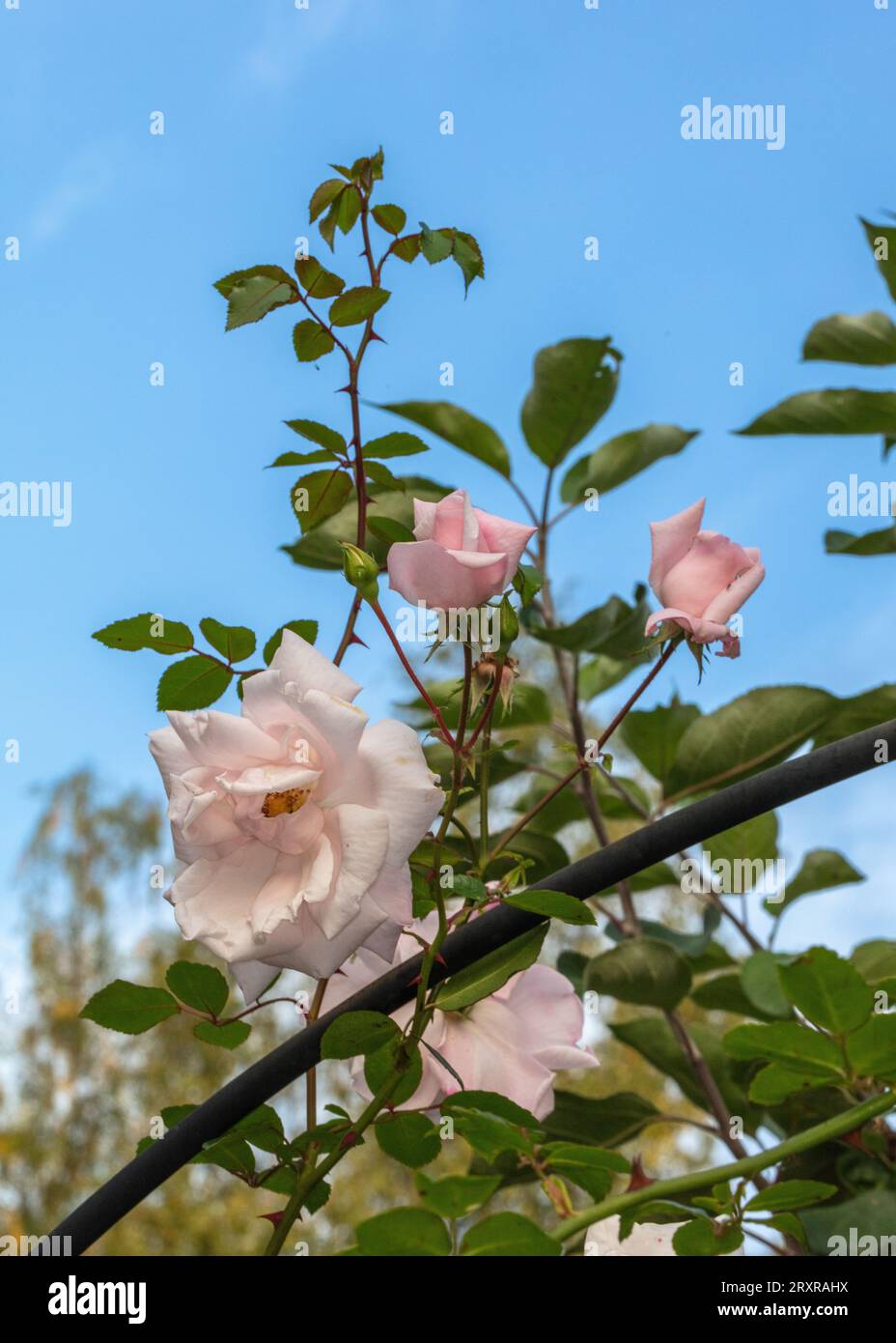 'New Dawn' Climbing Rose, Klätterros (Rosa) Stock Photo