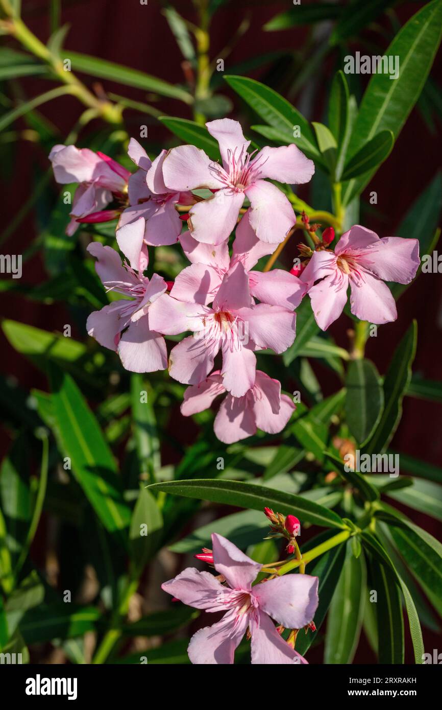 Oleander, Nerium (Nerium oleander) Stock Photo
