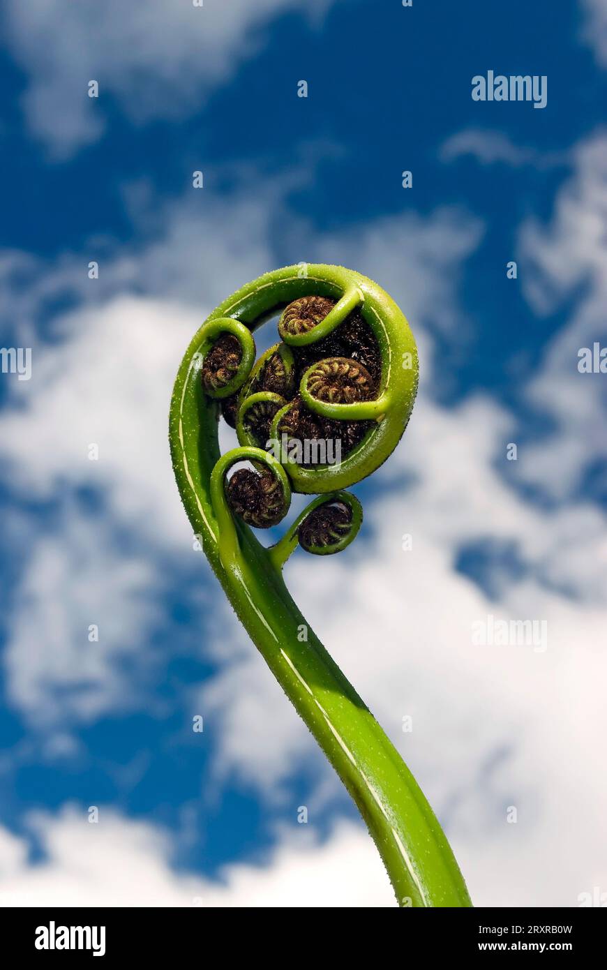New shoot of fern frond on New Zealand tree fern. The koru (Māori for 'loop or coil') is a spiral shape based on the new unfurling frond Stock Photo
