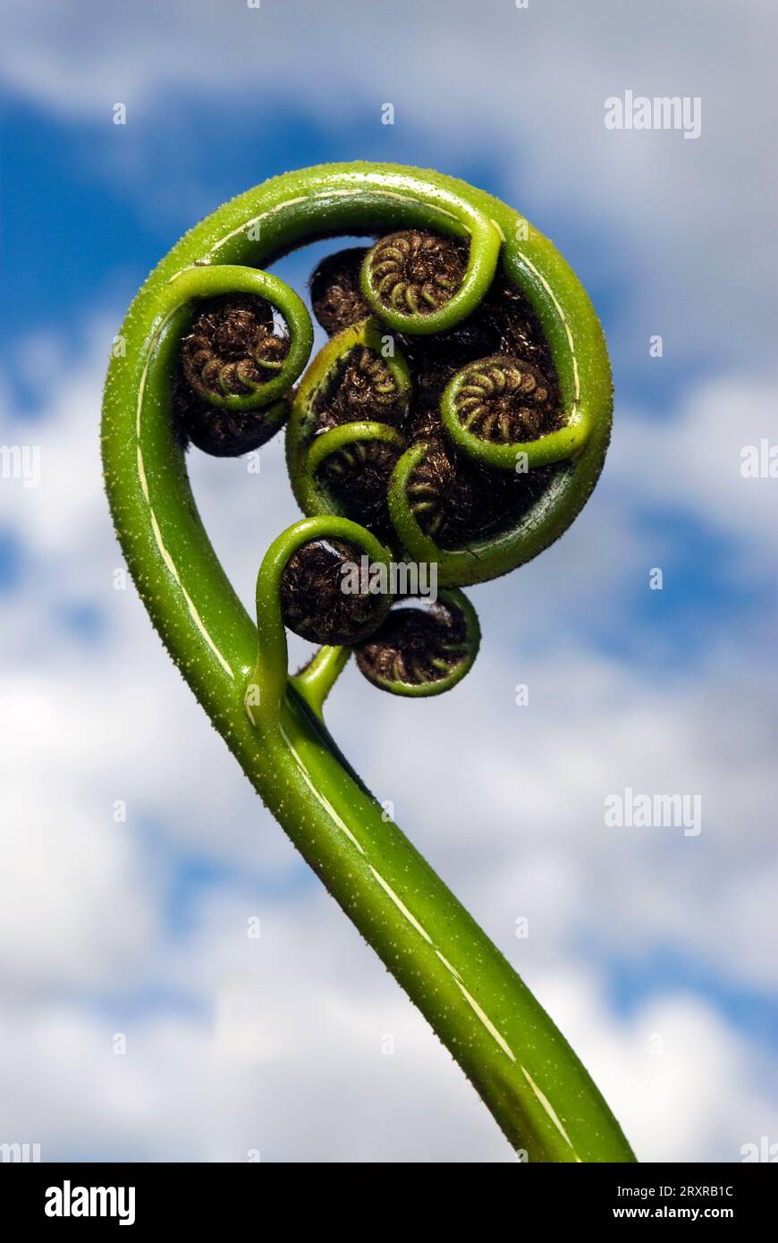 New shoot of fern frond on New Zealand tree fern. The koru (Māori for 'loop or coil') is a spiral shape based on the new unfurling frond Stock Photo