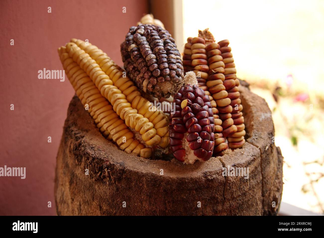 Closeup of corn in traditional Peruvian village Stock Photo