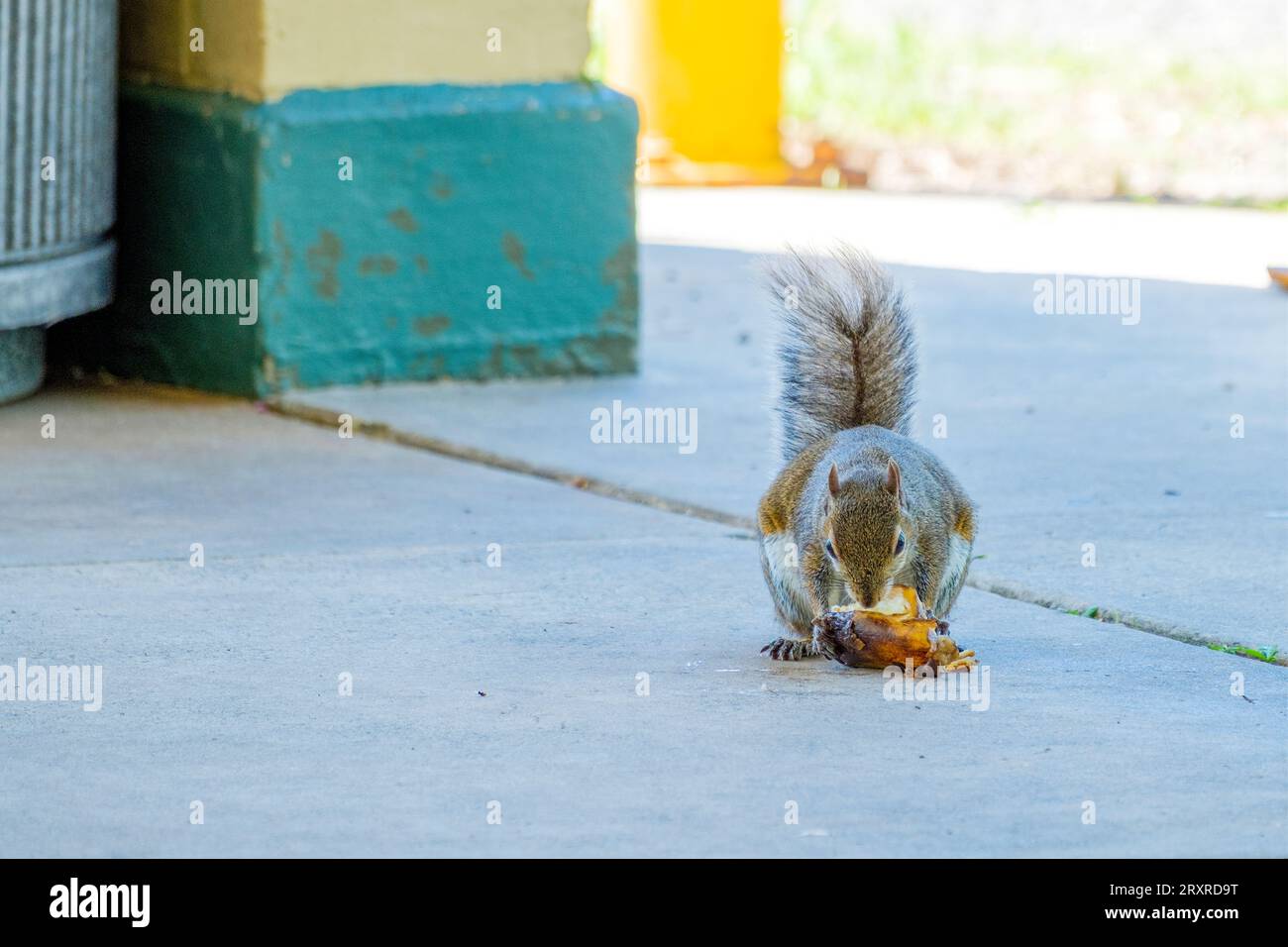 Eastern gray squirrel eats a banana that it pulled out of a nearby trash can in a park shelter Stock Photo