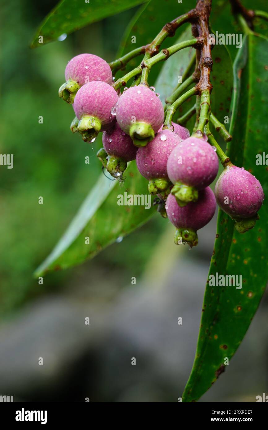 Syzygium Pycnanthum (Syzygium foxworthianum, Wild Rose Apple, Eugenia ...