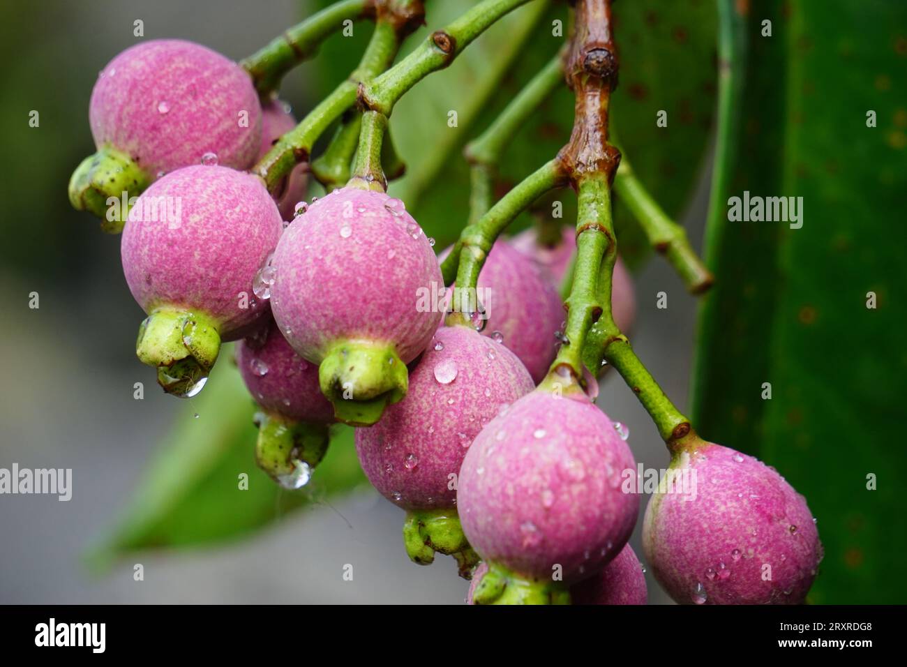 Syzygium Pycnanthum (Syzygium foxworthianum, Wild Rose Apple, Eugenia