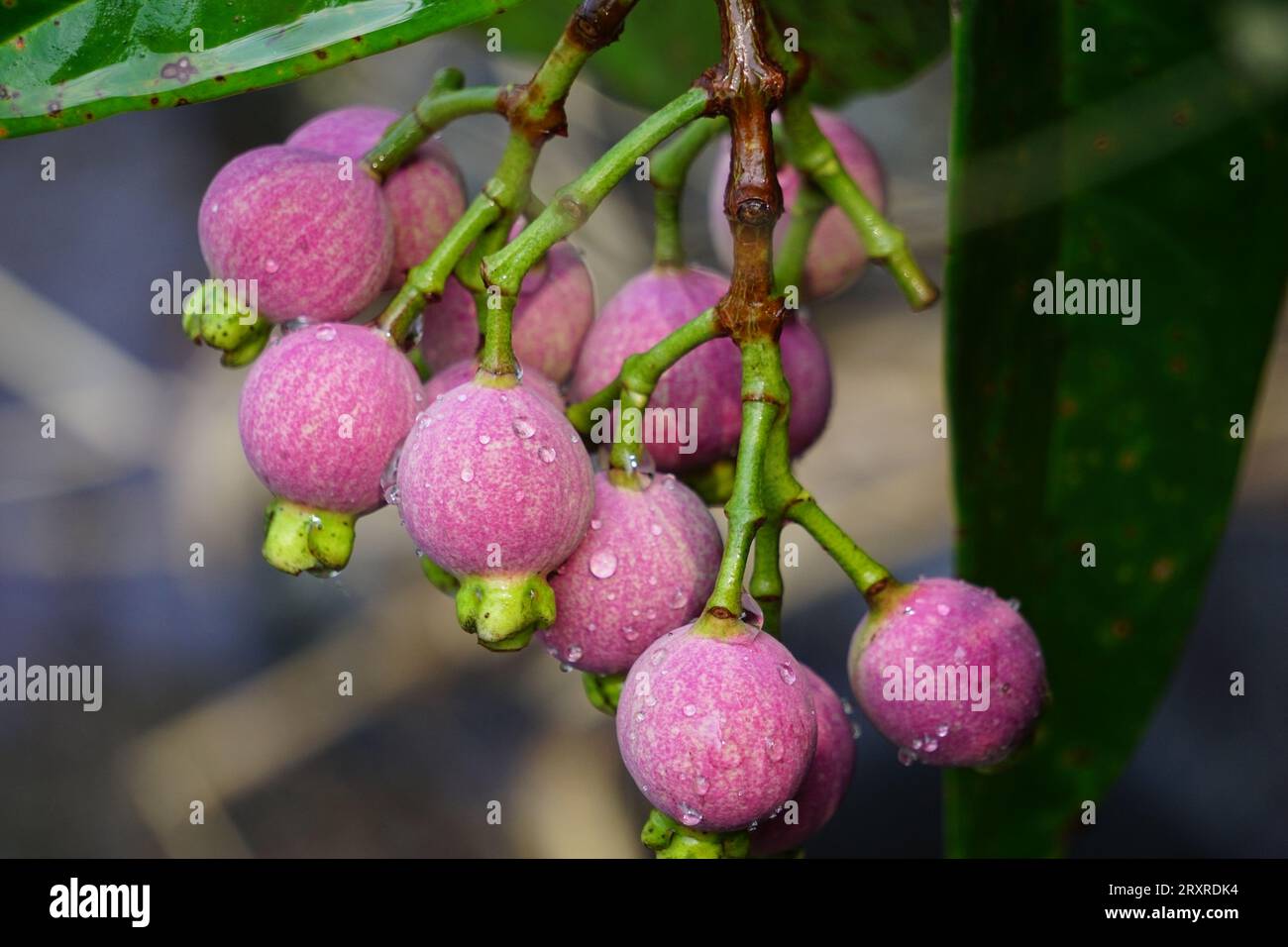 Syzygium Pycnanthum (Syzygium foxworthianum, Wild Rose Apple, Eugenia