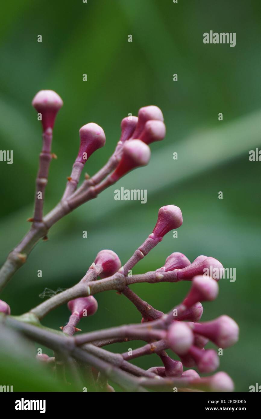 Syzygium densiflorum hi res stock photography and images Alamy