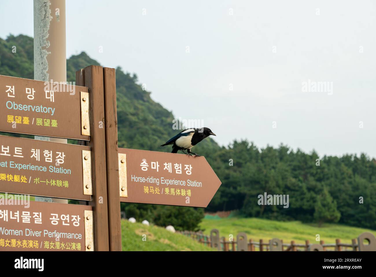 Animals in Jeju Stock Photo Alamy