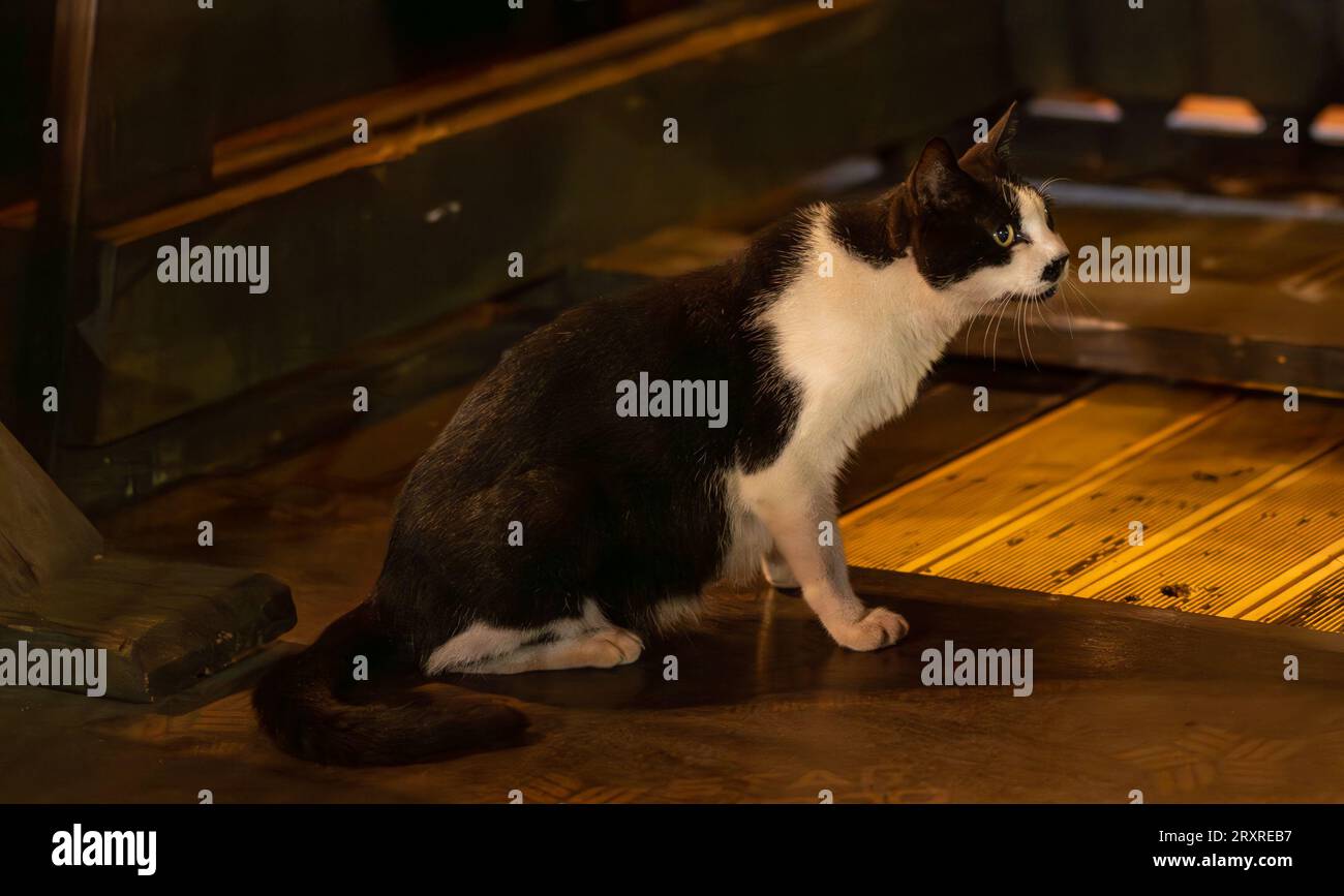 Animals in Jeju Stock Photo Alamy