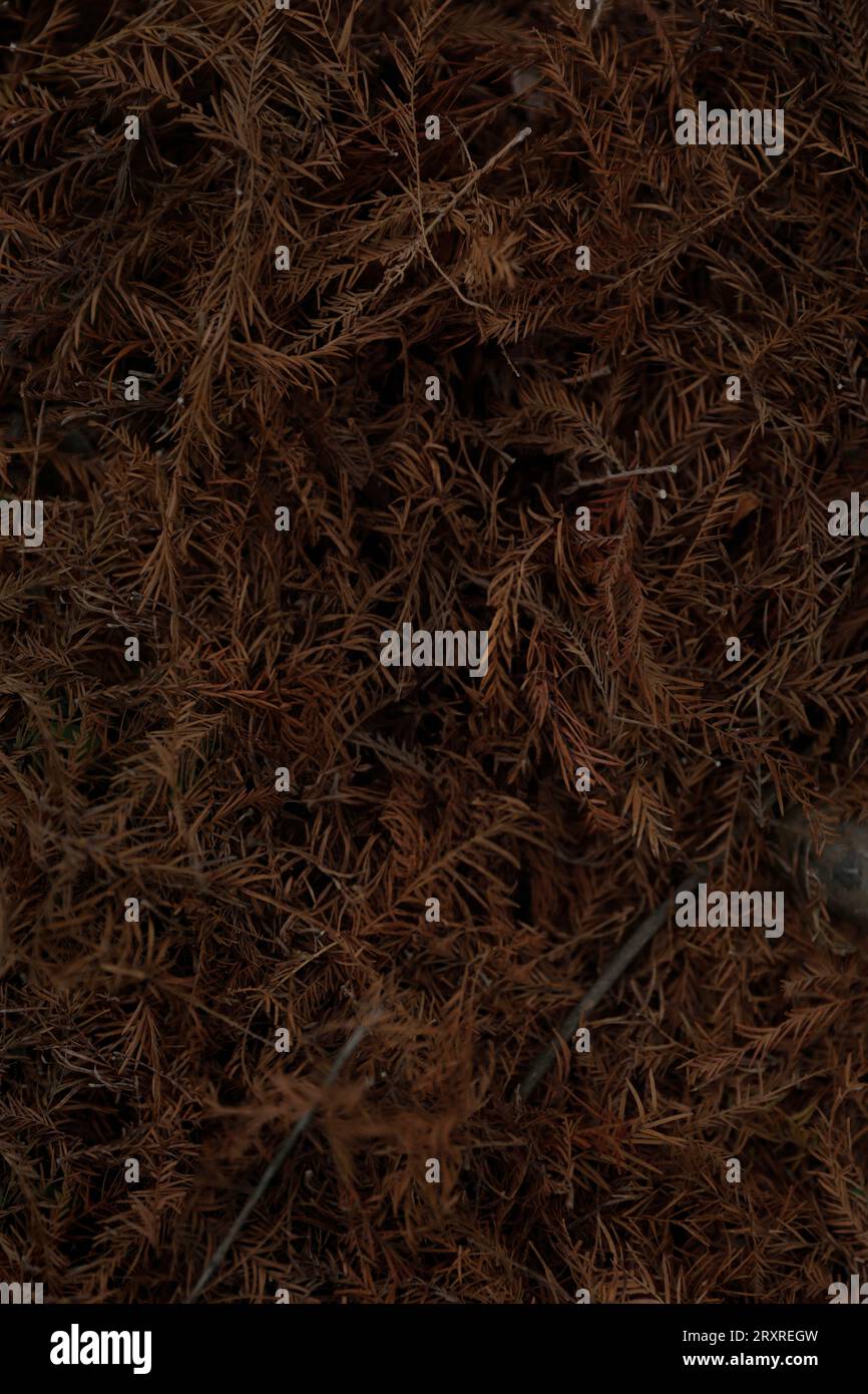 branches as background, for product photos, for product display, product photography backgrounds