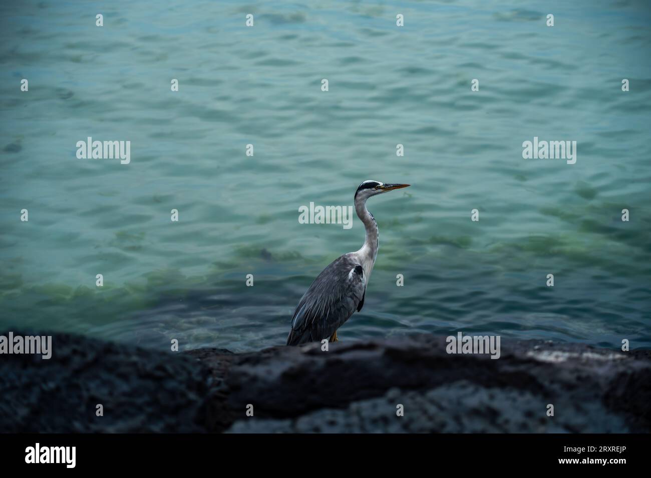 Animals in Jeju Stock Photo Alamy