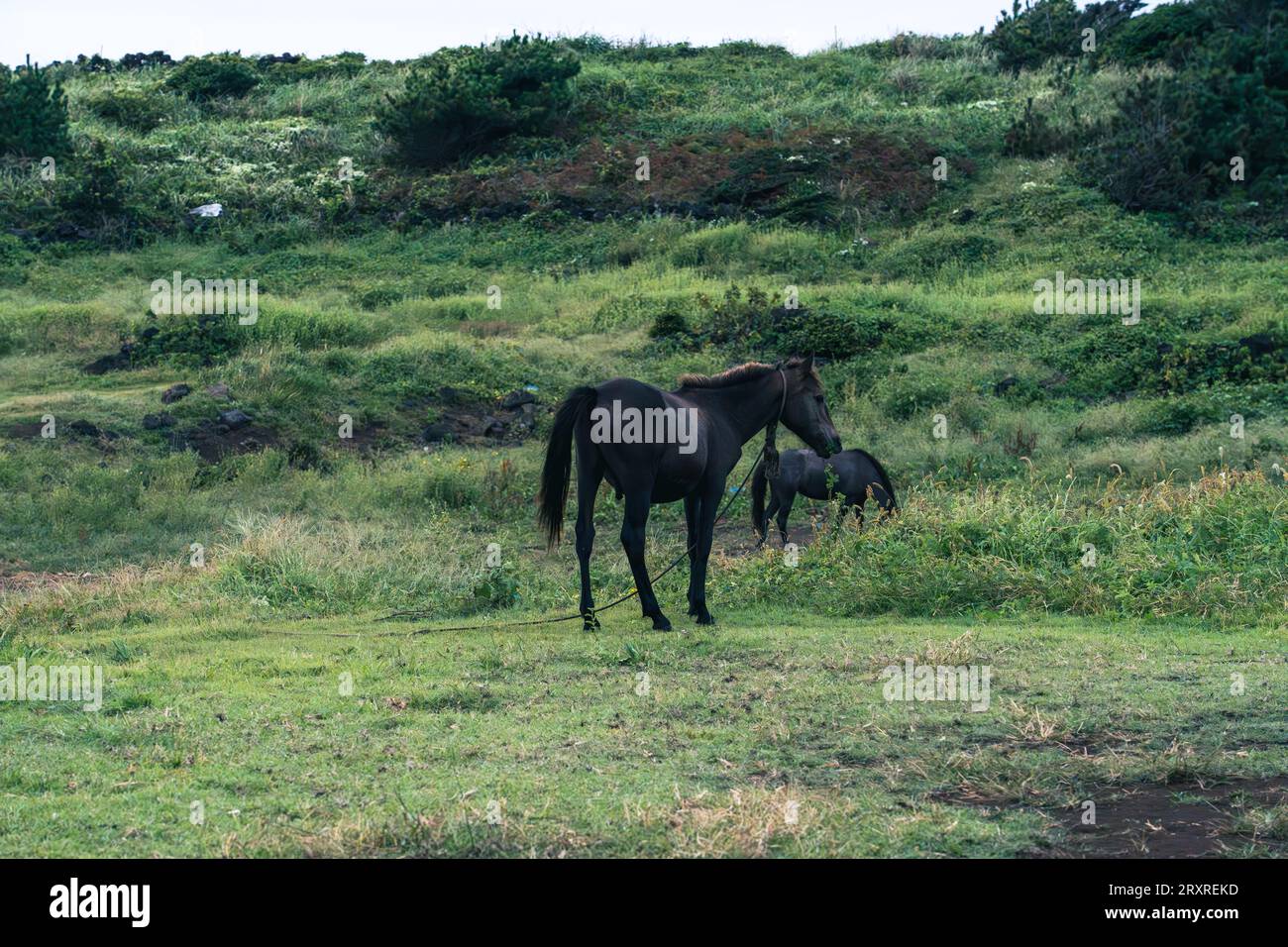 Animals in Jeju Stock Photo Alamy