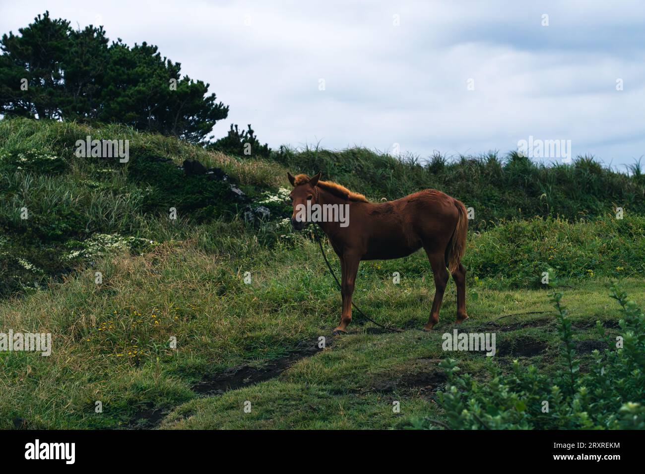 Animals in Jeju Stock Photo Alamy
