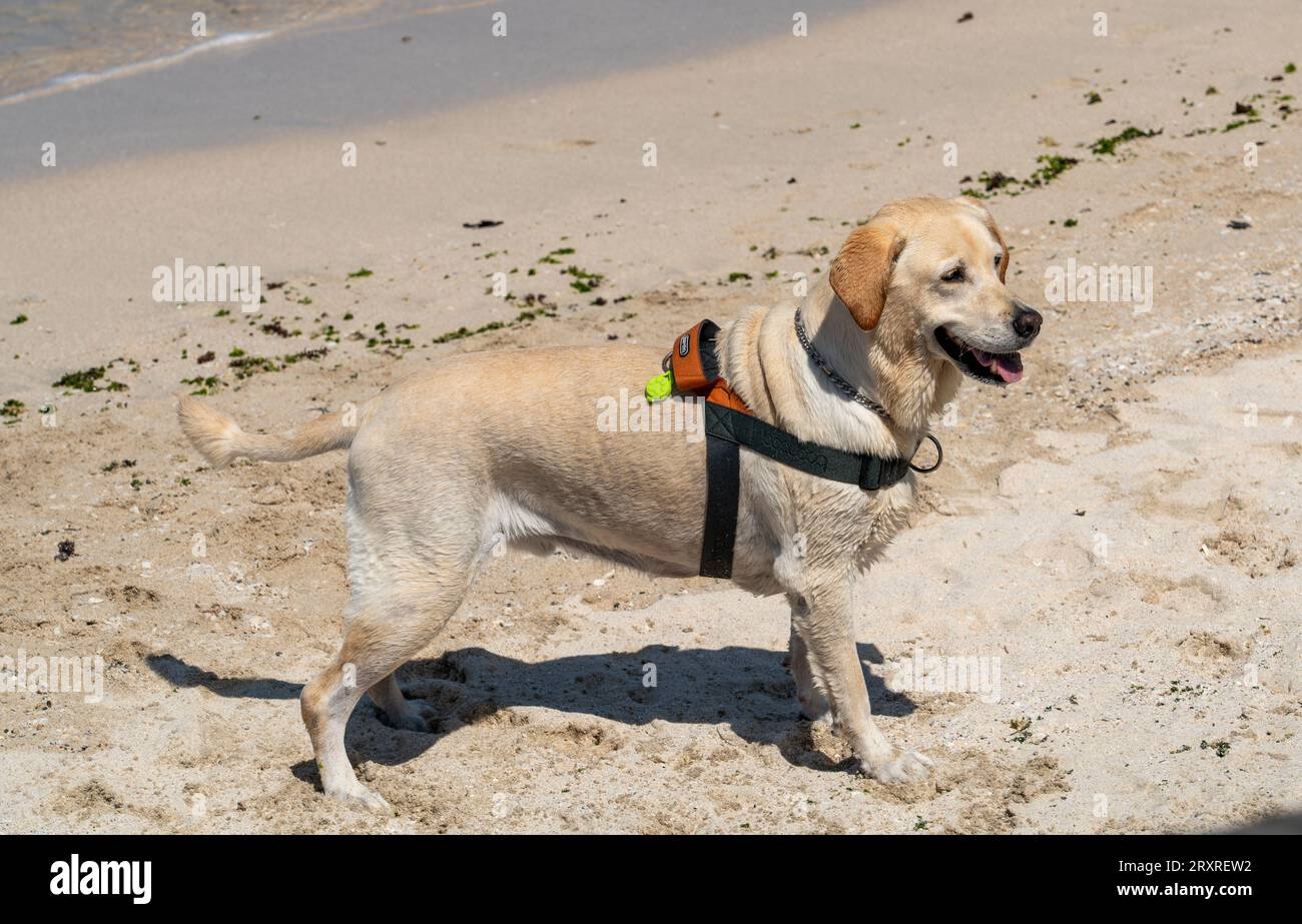Animals in Jeju Stock Photo Alamy