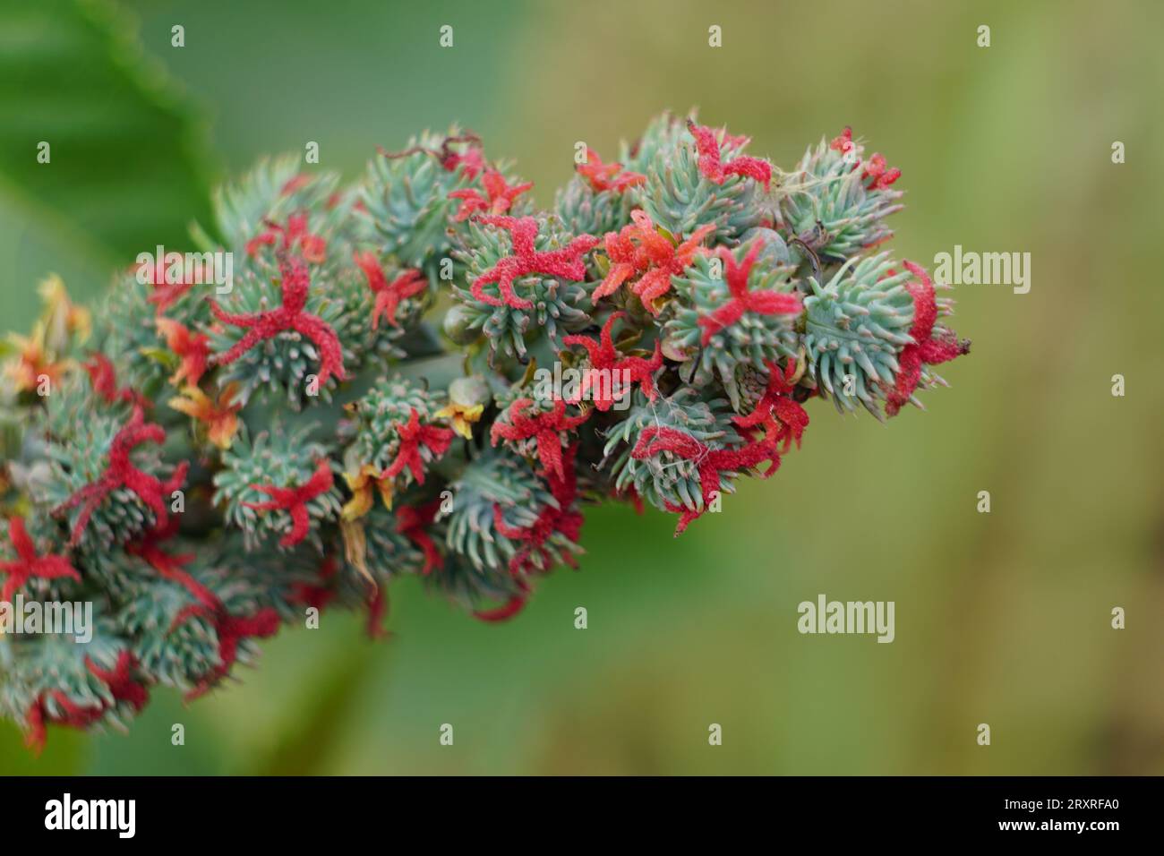 Eranda (Also called Ricinus communis, jarak, poison nut, bubble bush ...