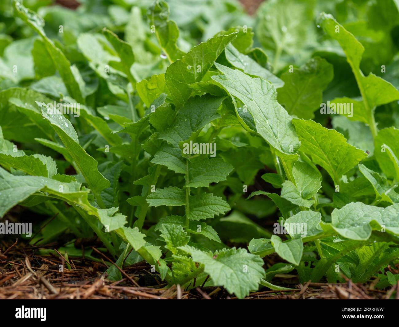 Oriental radish mooli minowase hires stock photography and images Alamy