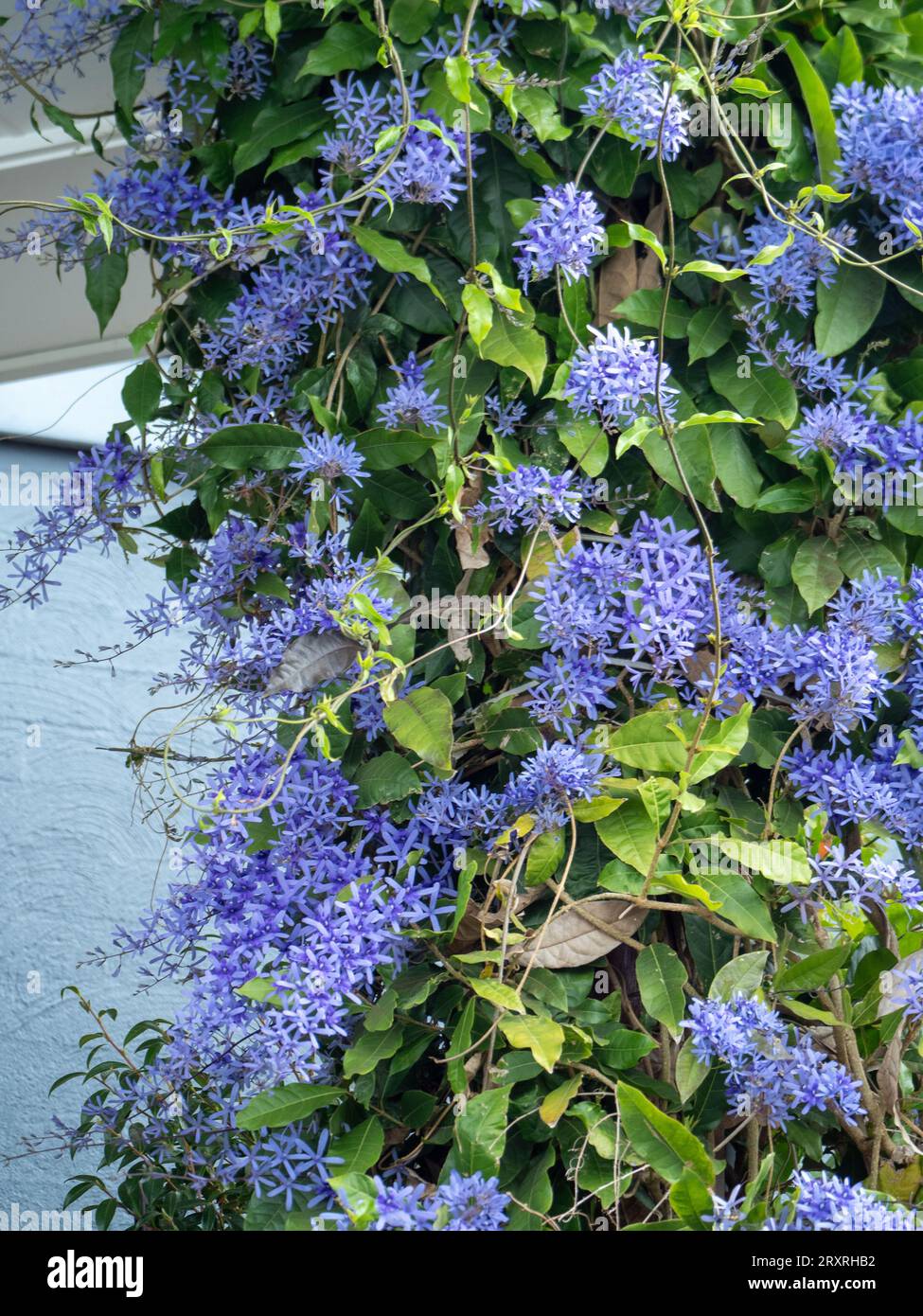 Petrea or Sandpaper Vine aka fake Wisterea, glorious purple flowers blooming in profusion, wound around a pole Stock Photo
