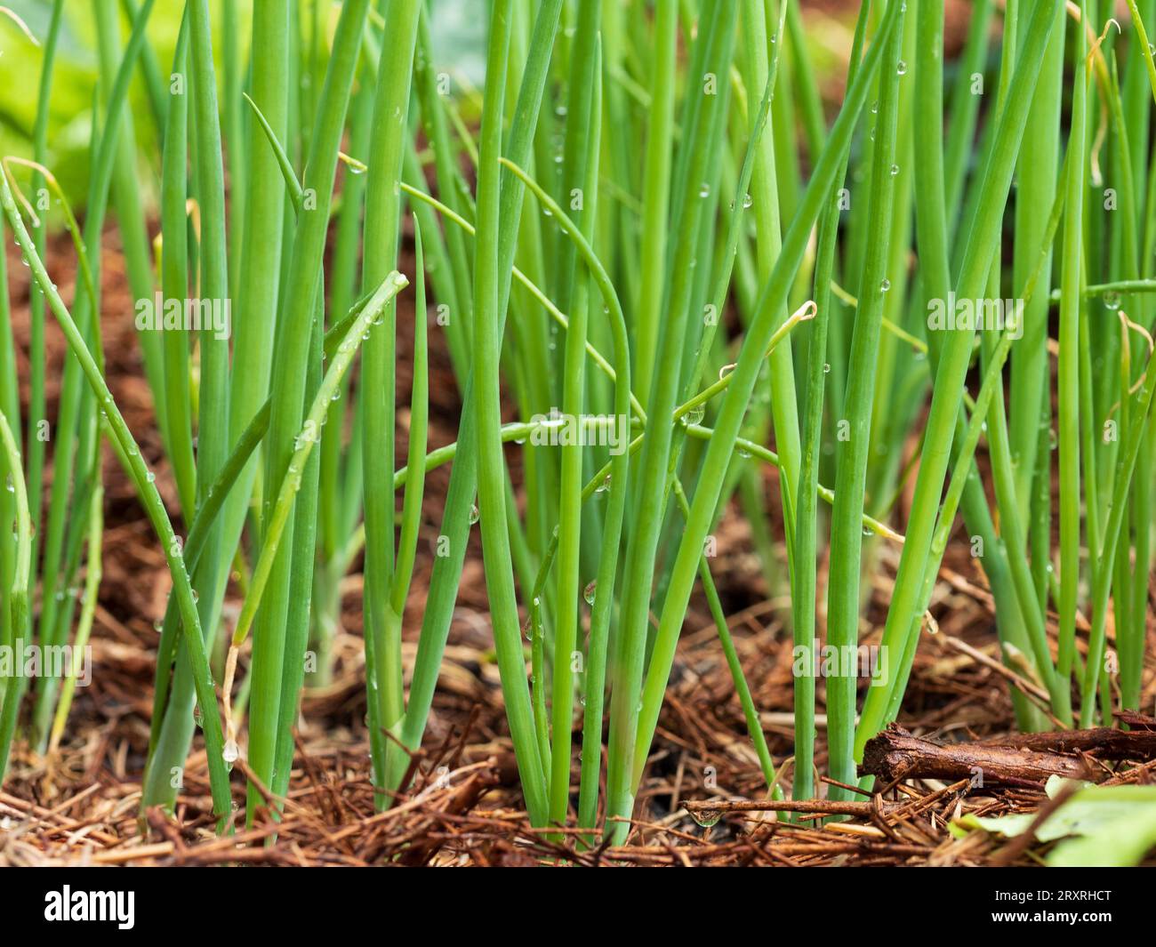 Green onions or Shallots, Scallions, growing tall and strong in an Australian vegetable garden