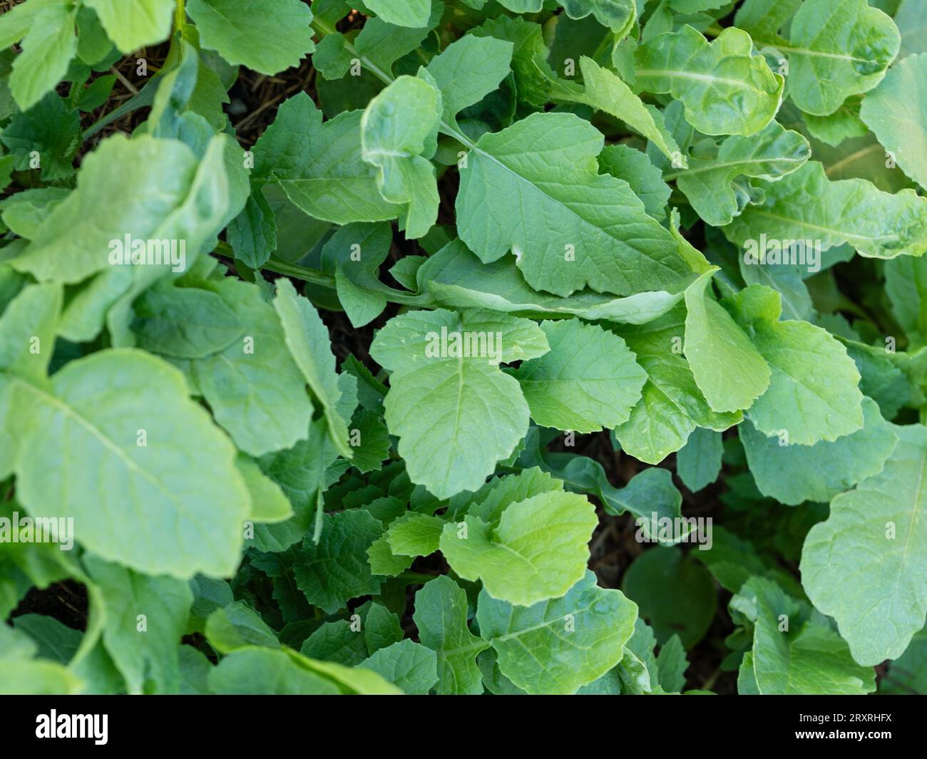 The green leafy tops of Daikon Radishes, food plants growing in an