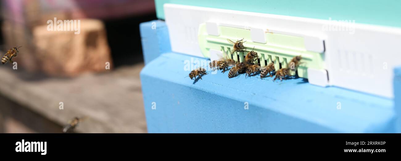Plastic hive box hi-res stock photography and images - Alamy
