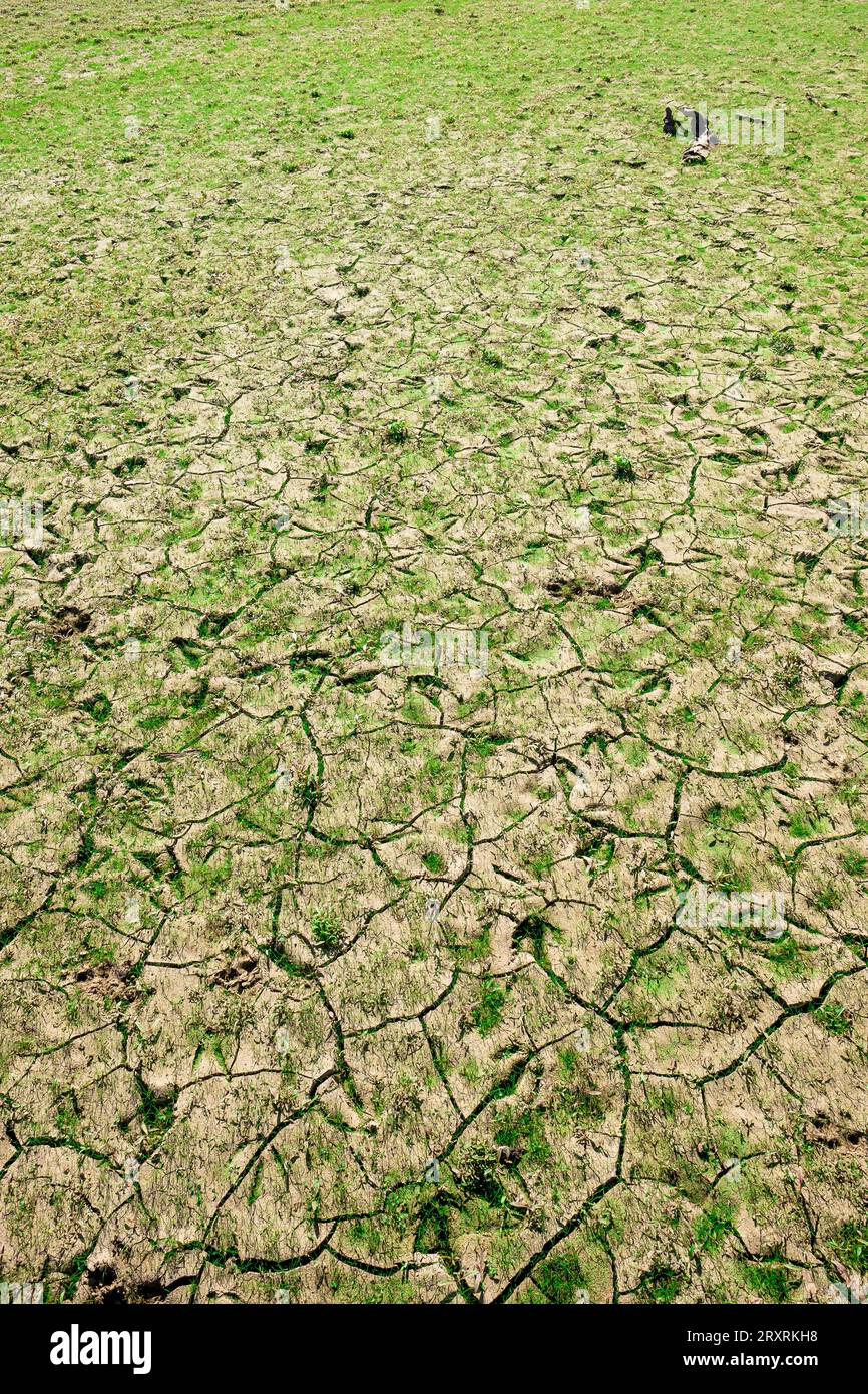Animal Tracks in Dried Mud at a Low Water Reservoir Stock Photo - Alamy
