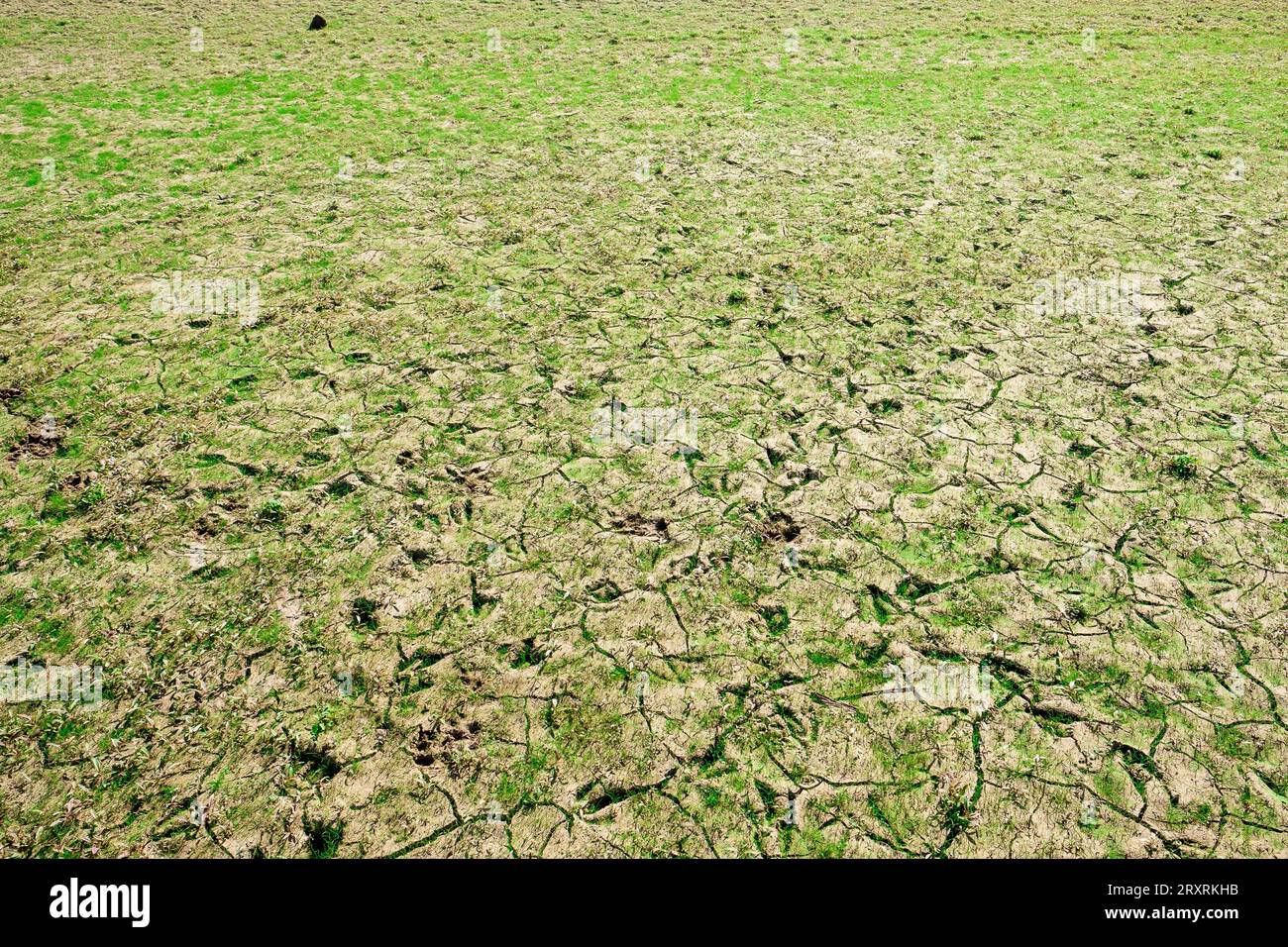 Animal Tracks in Dried Mud at a Low Water Reservoir Stock Photo - Alamy