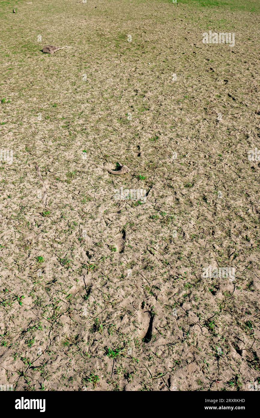 Animal Tracks in Dried Mud at a Low Water Reservoir Stock Photo - Alamy
