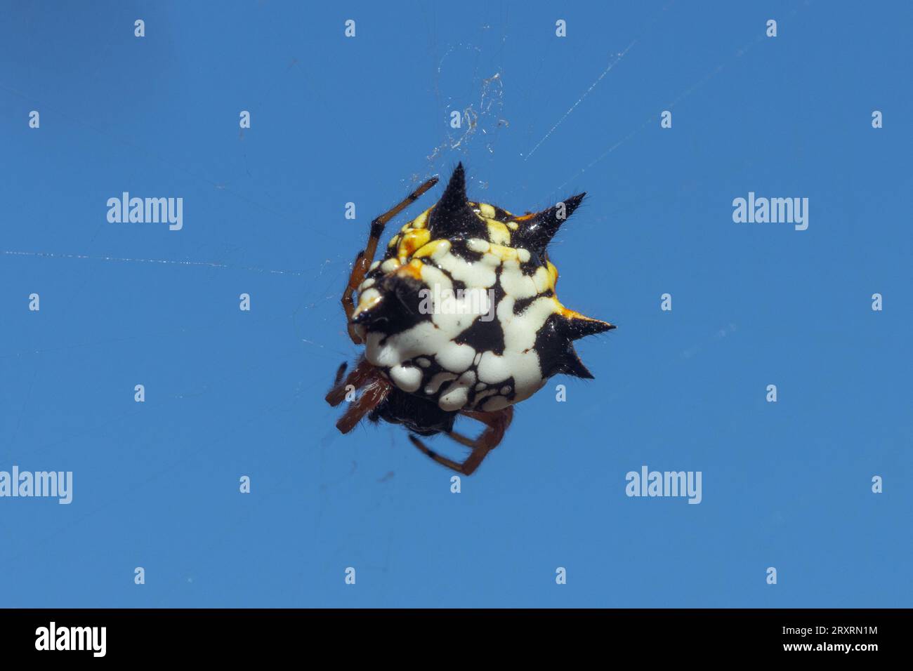 Colorful white, orange and black jewel spider suspended in its web Stock Photo