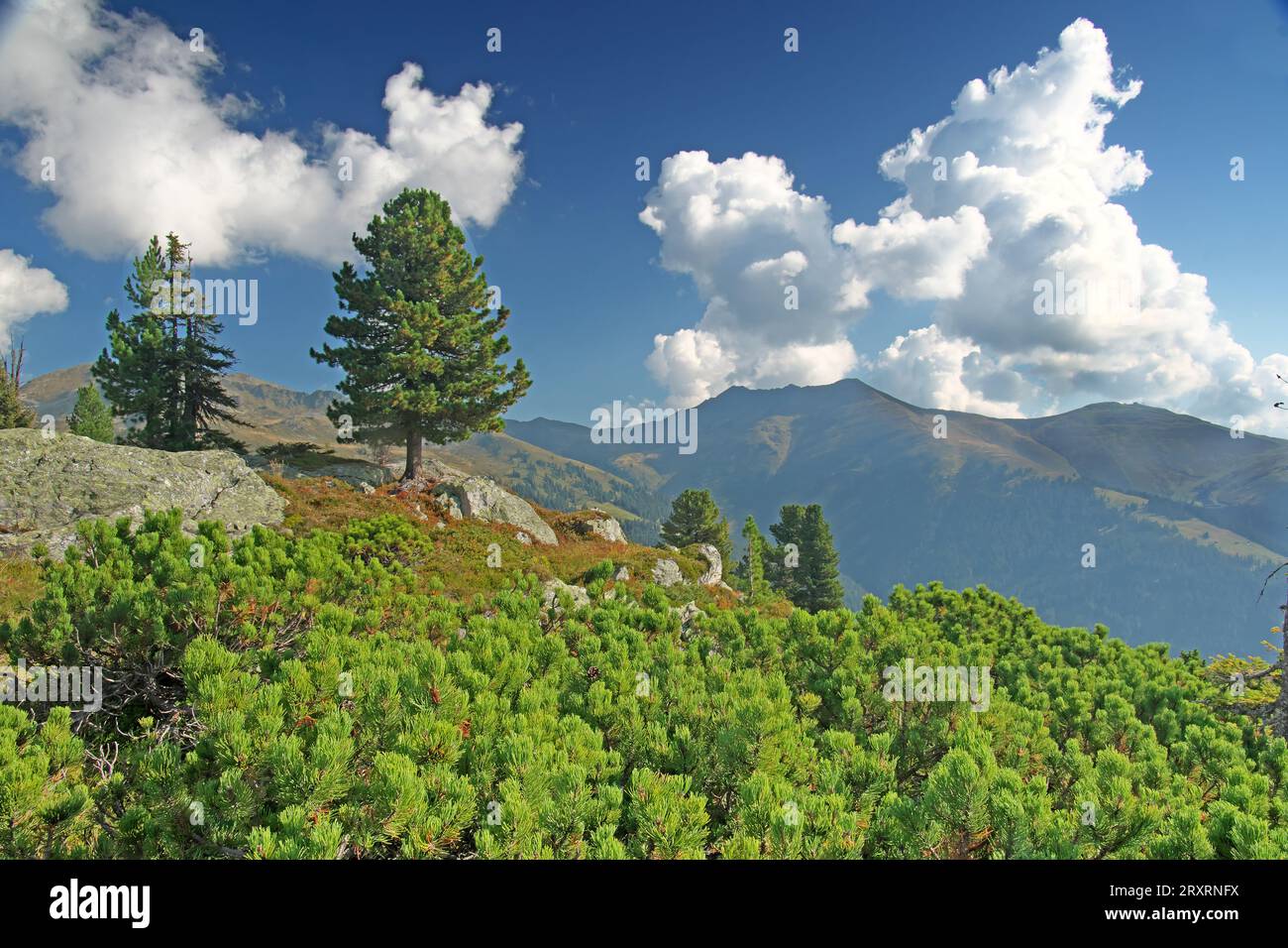 Mugo pines,(or dwarf mountain pines, creeping pines) and stone pines (or Arolla pines) on alpine hights above Gerlos, Zillertal. Backdrop: Koenigslei Stock Photo