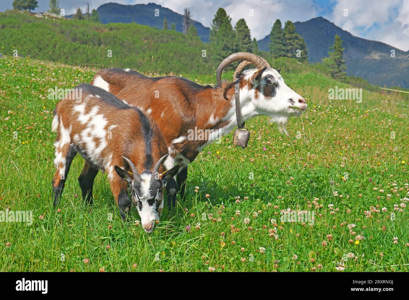 arbeitssuche zillertal
