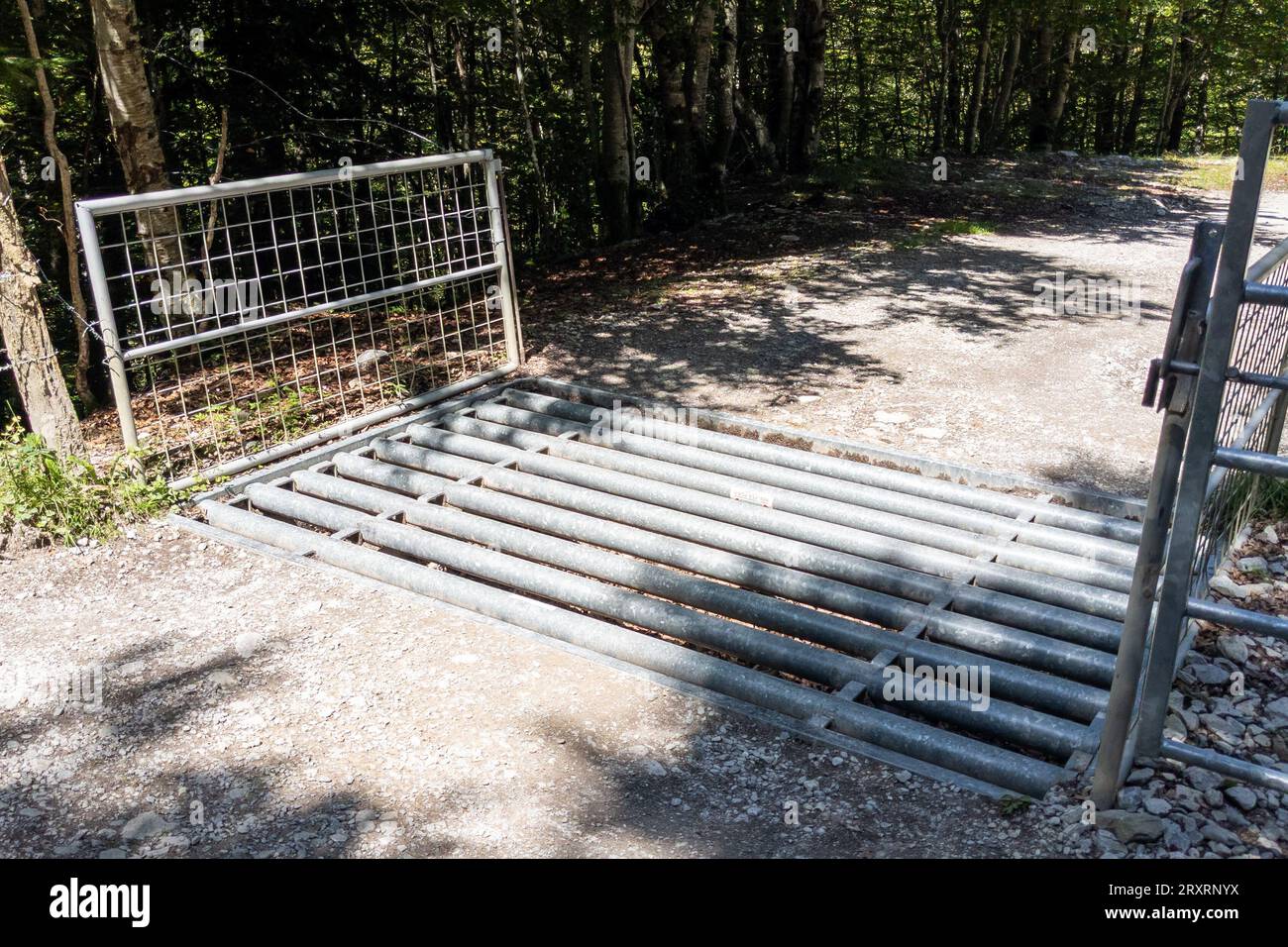 Iron bar cattle grid in forest way for car and cattle grate to protect exit animal cattle guard Stock Photo