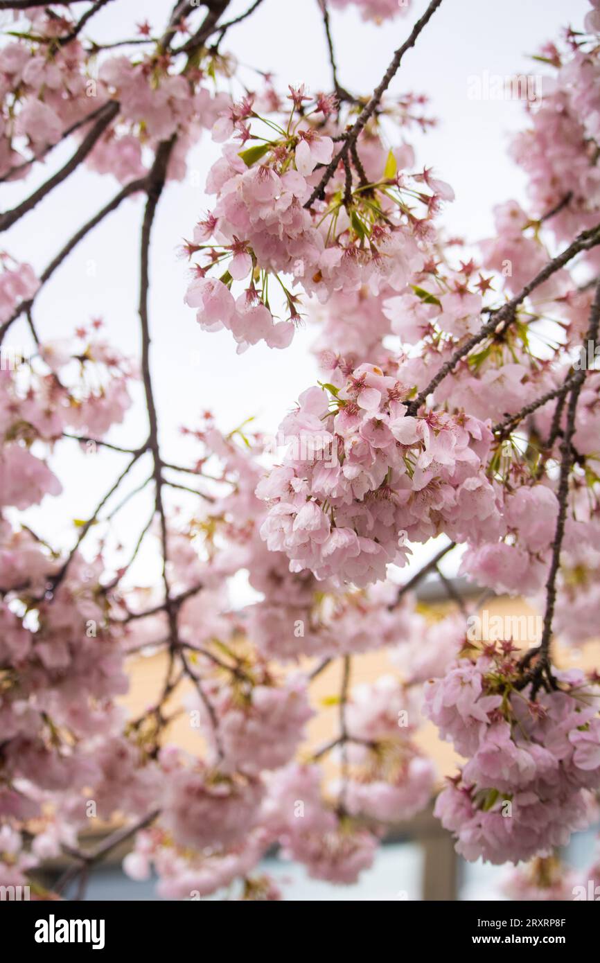 Japanese sakura blossoms against sky hi-res stock photography and ...