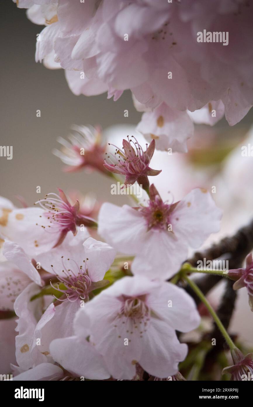 Budding cherry blossoms hi-res stock photography and images - Alamy
