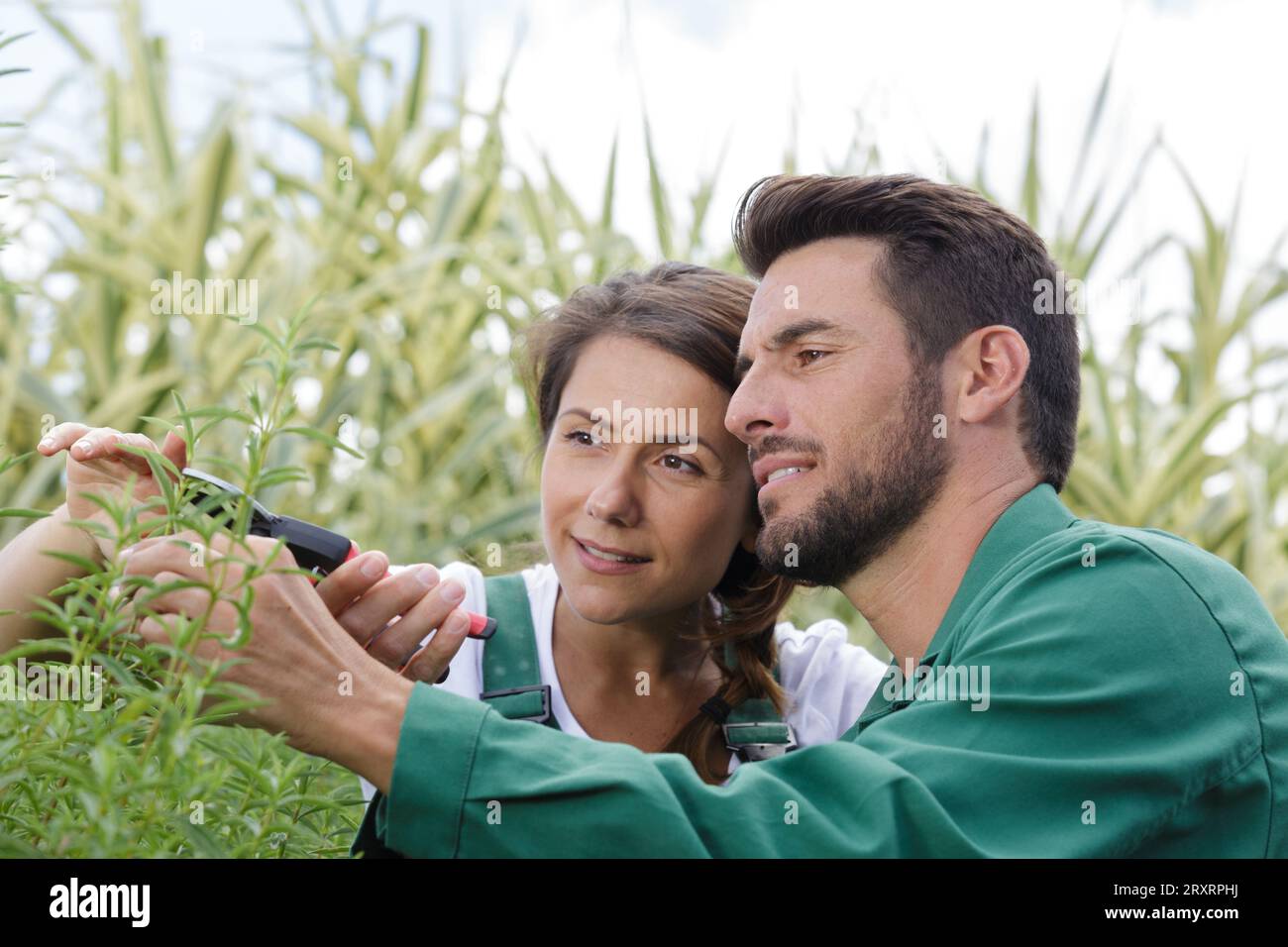 Botanical collaboration hi-res stock photography and images - Alamy