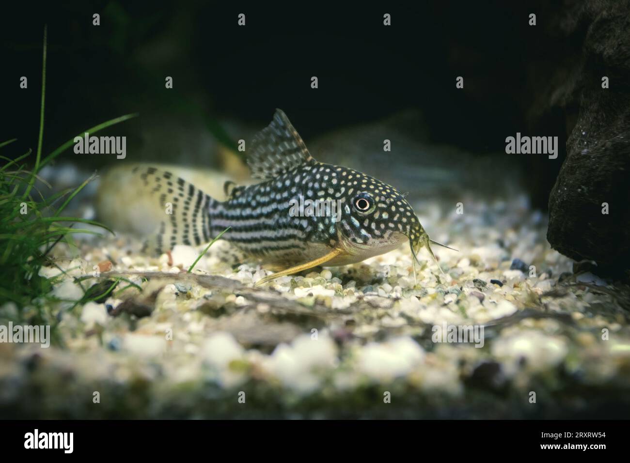 Sterbai Cory in a natural planted fish tank (Corydoras sterbai) Stock Photo