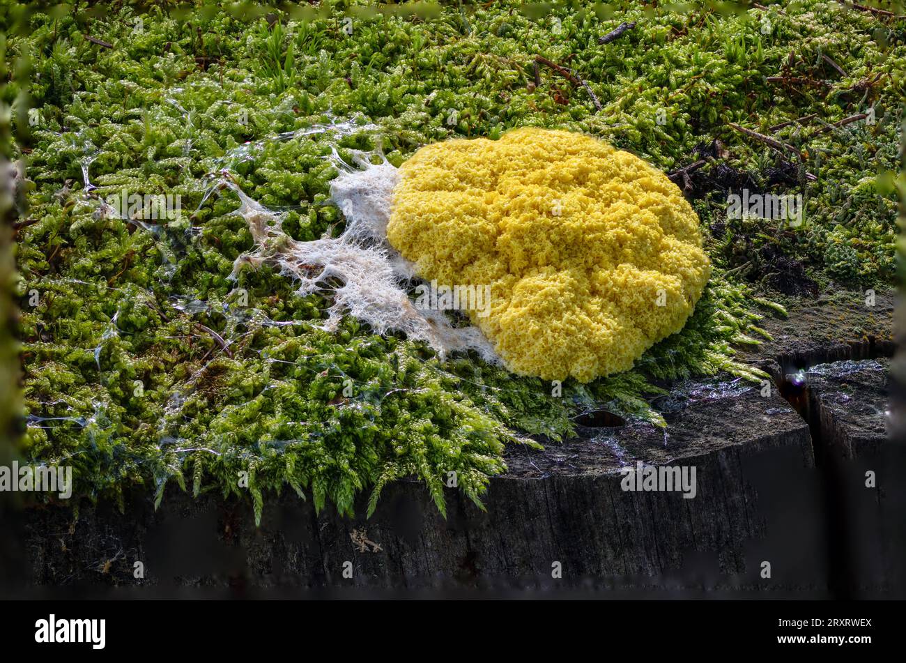 Dog vomit slime (Fuligo septica) from Sande (Vestfold & Telemark), eastern Norway in September. Stock Photo