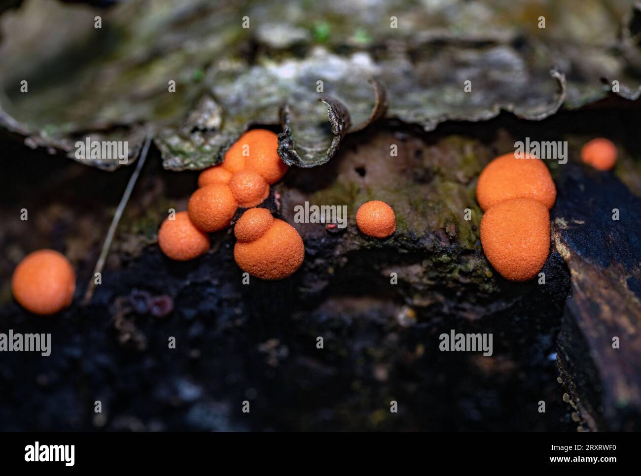 Wolf's milk (Lycogala epidendrum) a cosmopolitan species of slime mold (myxogastrid amobea) growing on decaying wood.  Sande, eastern Norway in Septem Stock Photo