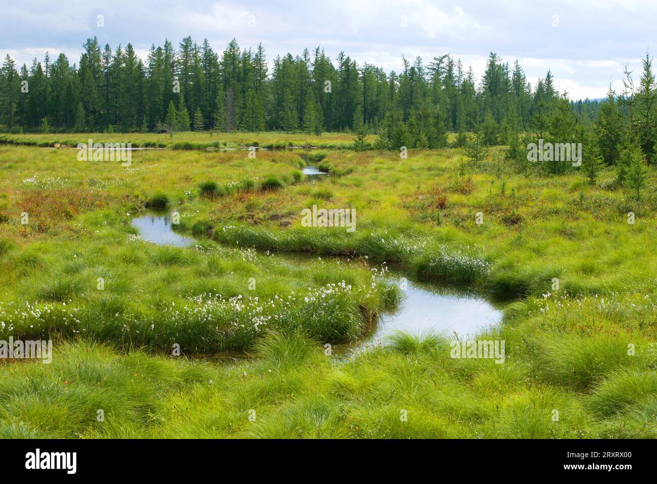 Sunny august day in the forest tundra. Yamal, Russia Stock Photo