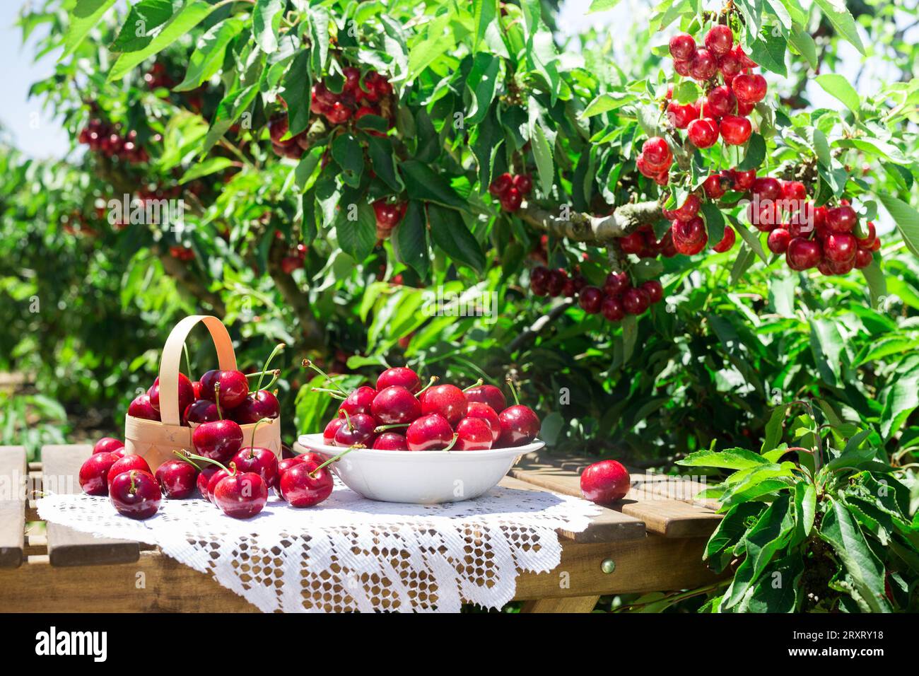 Cherries in a basket and on a plate are on the table Stock Photo