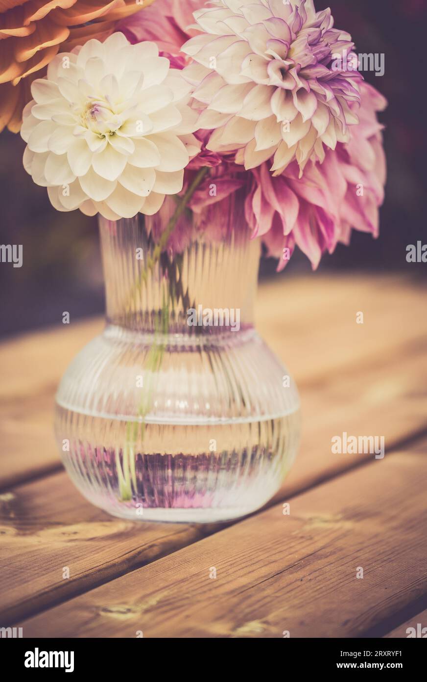 Assorted coloured Dahlias full bloom in a vase at 'Dahlia Beach' at