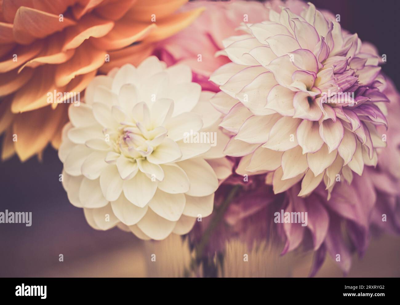 Assorted coloured Dahlias full bloom in a vase at 'Dahlia Beach' at