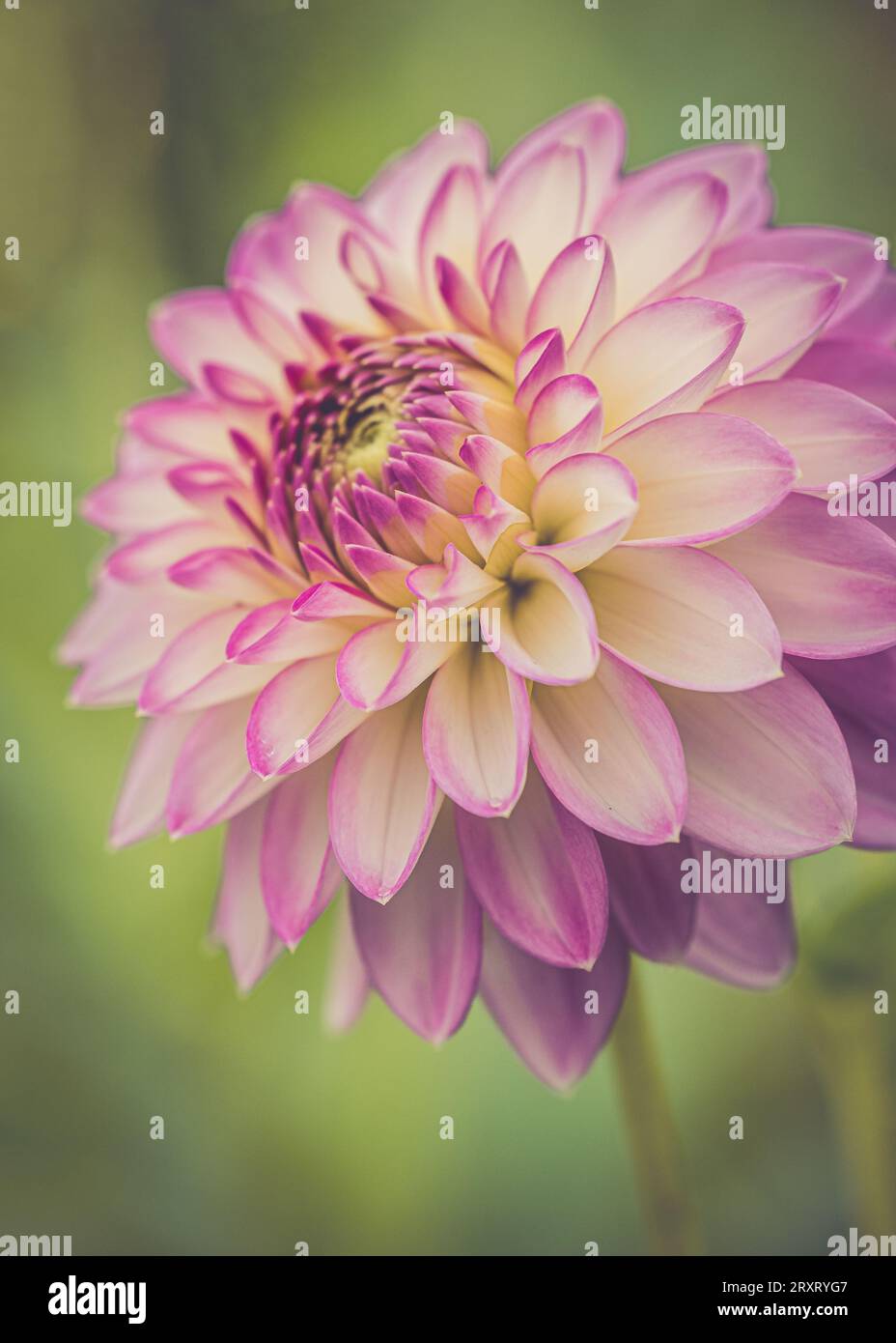 Colourful Dahlias in full bloom at 'Dahlia Beach' at Millets Farm ...