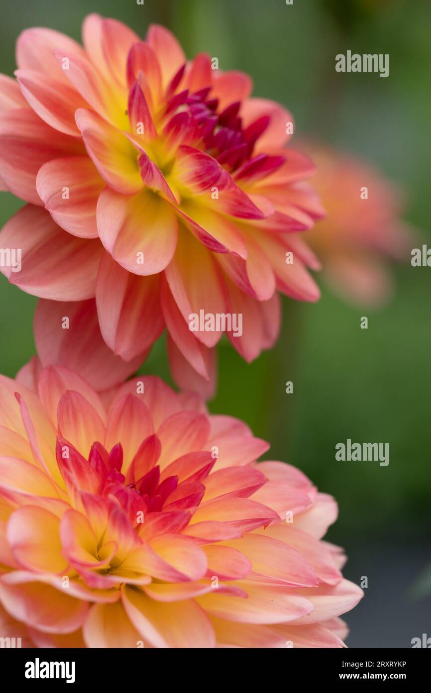 Colourful Dahlias in full bloom at 'Dahlia Beach' at Millets Farm ...