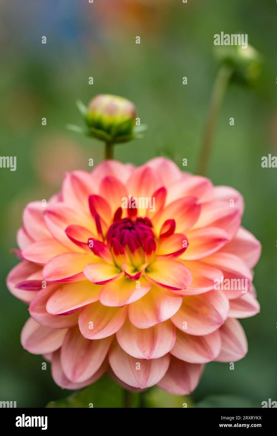 Dahlia beach millets farm hi-res stock photography and images - Alamy