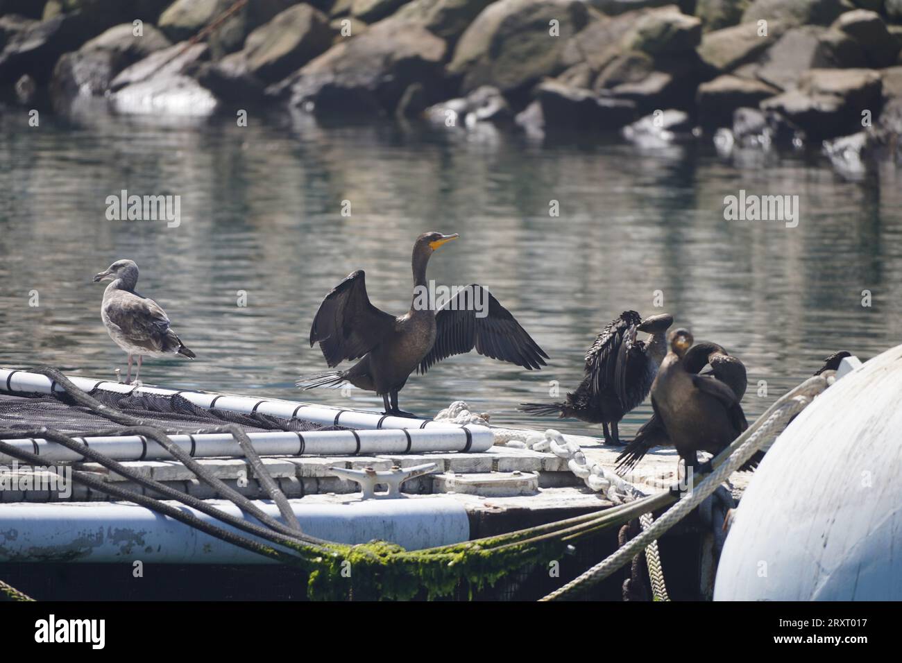 Pacific Coast Highway Stock Photo Alamy