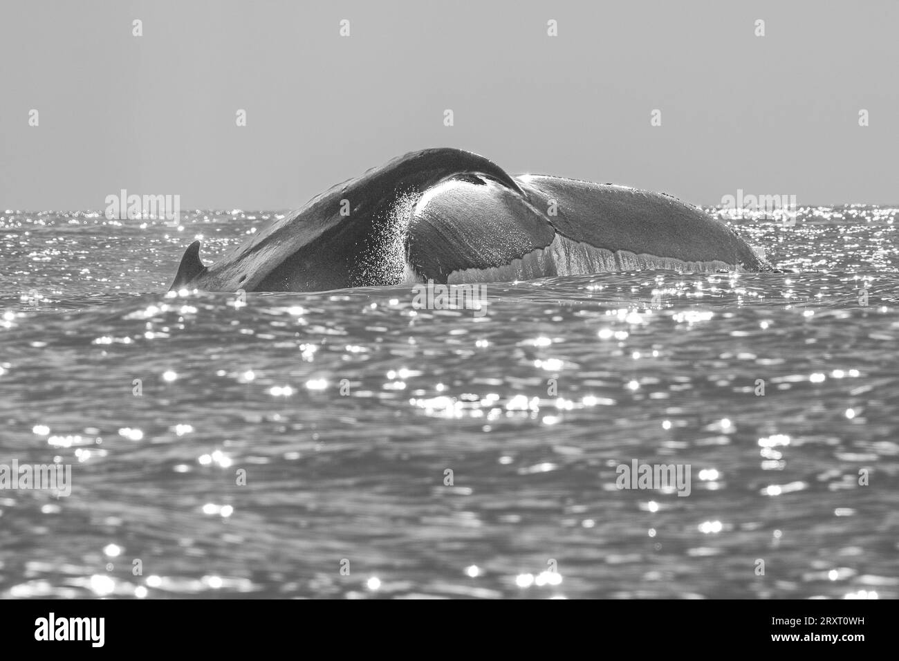 Marine mamals of Mayotte lagoon Indian Ocean Stock Photo - Alamy