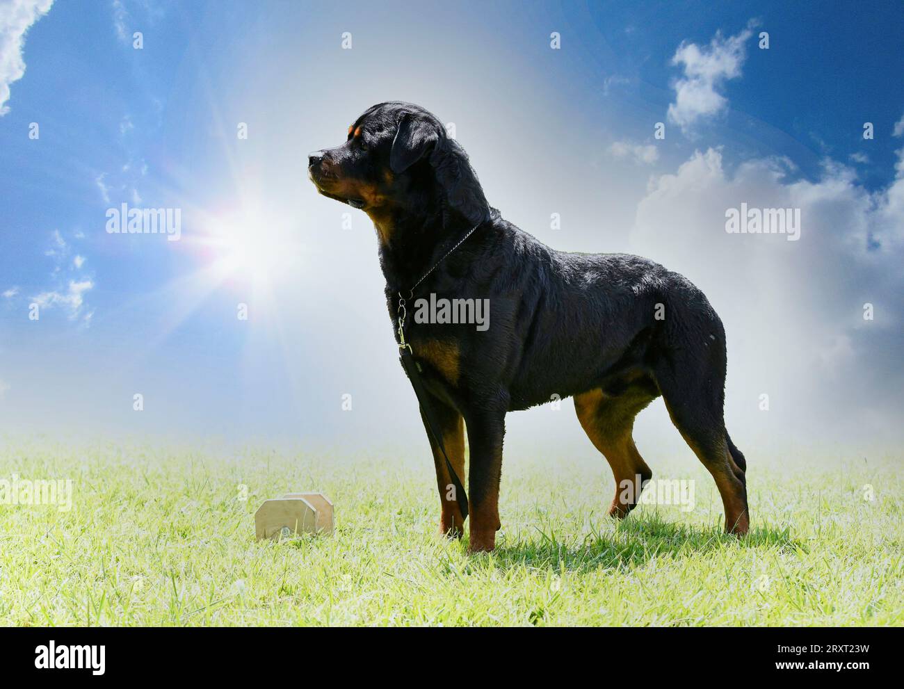 dog training  for obedience discipline with a rottweiler Stock Photo